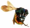Pseudomalus auratus